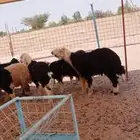 بهم نجد