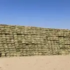 برسيم فاخر ويلجر