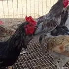 ديوك بلدي بصحه طيبه عمر بين 4-5 شهور