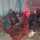 ديوك و دجاج فرنسي احمر بياض شرط الصحة والبيض جملة وتفريد