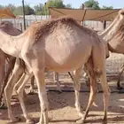 قعدان صومالية مرابي للبيع تفريد وجملة