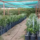 حمضيات للبيع بسعر منافس