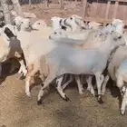 رخال رفيدي من 700