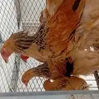 دجاج براهما بوف