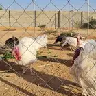 رومي للبيع الصحه ممتازه