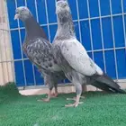تم البيع