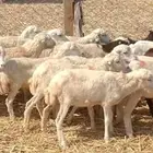 رخال رفيدي من 410