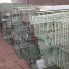 بطاريات أرانب للبيع