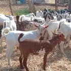 تيوس وجفار بيشيات ودهم من 700 ريال