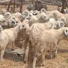 رخال حري من 600 ريال