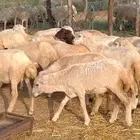 رخال بلدي من 550