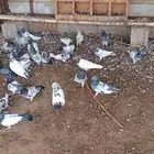 حمام باكستني فاخر