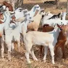 تيوس وجفرات من 650