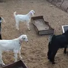 تيوس للبيع