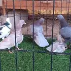 حمام صنعاني للبيع