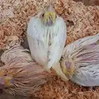 تم البيع والتصدق بالعمولة