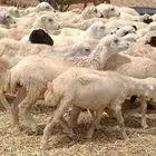 رخال رفيدي من 550