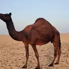 ضروبة مجهم كفو