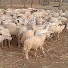 رخال رفيدي حري من 500 ريال
