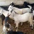 تيوس عوارض وبيشبات جذعان مخصاه
