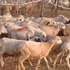 رخال رفيدي من 420 ريال