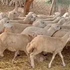 رخال مهجن حري من 600 ريال