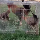 دجاج عربي ترثه لون مميز نوادر