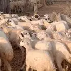 رخال مهجن حري من 650
