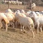 رخال رفيدي من 700 ريال