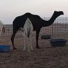 حاشي قصب على حليب وبرسيم الموقع (سعد)