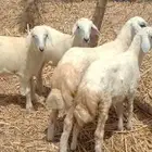 رخال حري رفيدي من 580 ريال