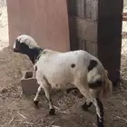 السمر شرق الصناعيه الجديده عكوه