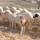 رخال رفيدي من 450 ريال