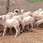 رخال رفيدي من 400