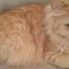 قطه انثى