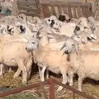 رخال مهجن حري من 550 ريال