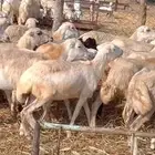 رخال رفيدي من 600 ريال