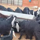 معزا صغار خلفات