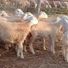 رخال وخرفان حري من 900 ريال