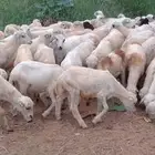 رخال رفيدي من 440 ريال