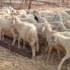 رخال رفيدي وحري من 500 ريال