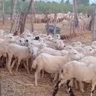 رخال رفيدي من 430 ريال