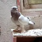 للبيع انثى تركي