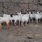 غنم قنوه للبيع