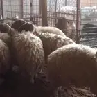 خمس خرفان وثلاث رحال الاعمار سبع إلى ثمان شهور