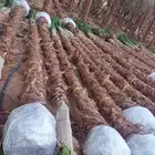 شبوك ونخيل في جميع أنحاء المملكة