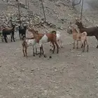 غنم للبيع