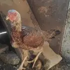 الاثنين أخوات طقم