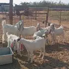 معزا مراح مشاريك ومطور