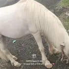 خيل